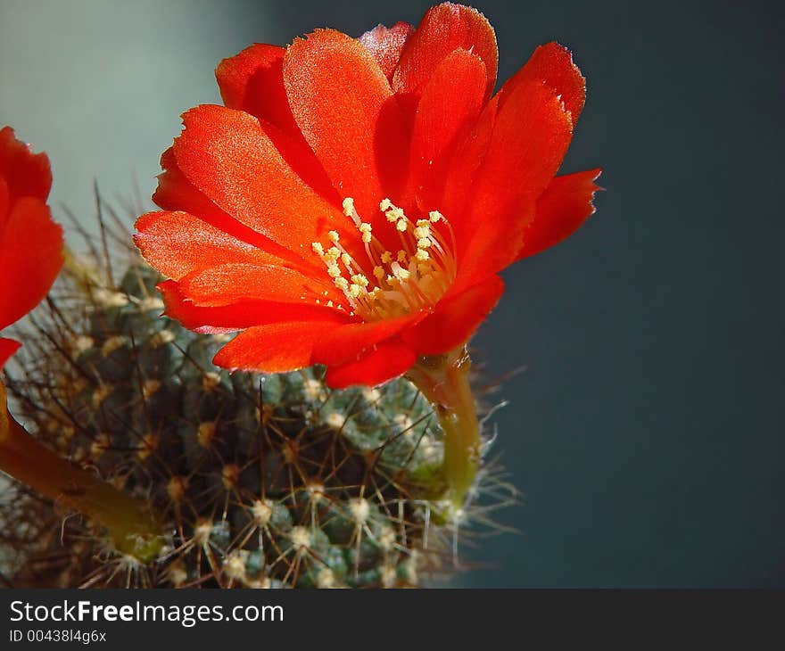 Blossoming Cactus Aylosteria Kupperiana.