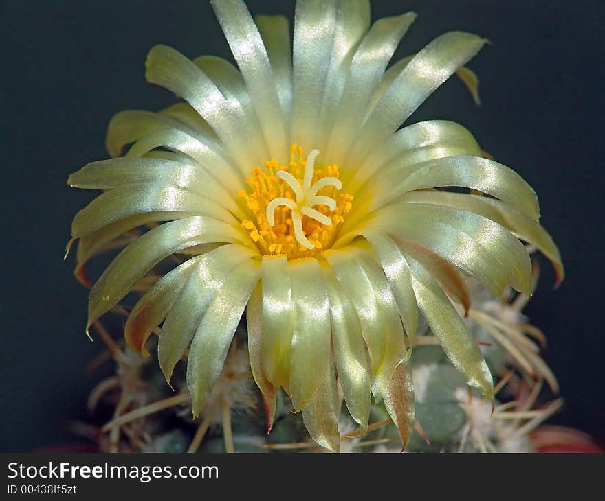 Blossoming Cactus Coryphantha Andreae.