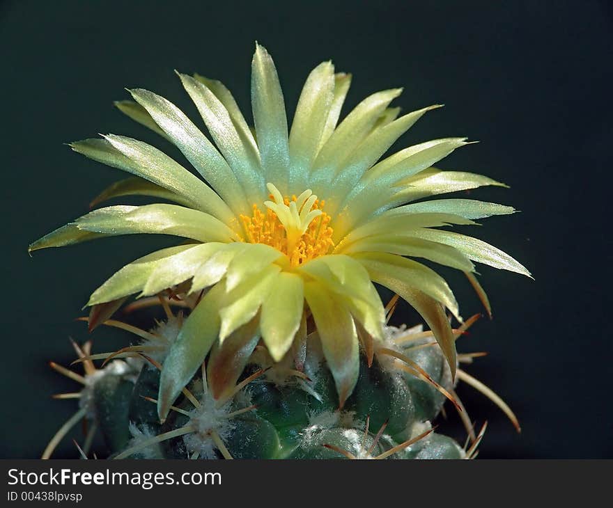 Blossoming Cactus Coryphantha Andreae.