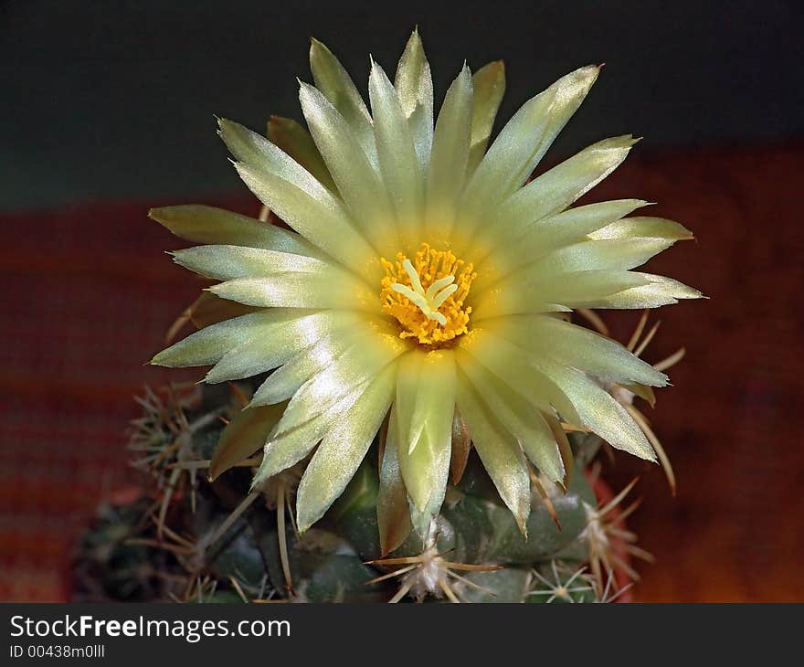 Blossoming Cactus Coryphantha Andreae.