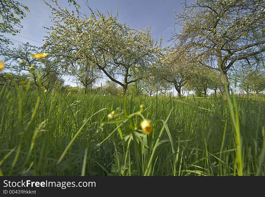 Meadow in spring