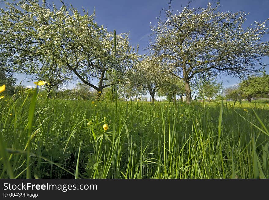 Meadow in spring