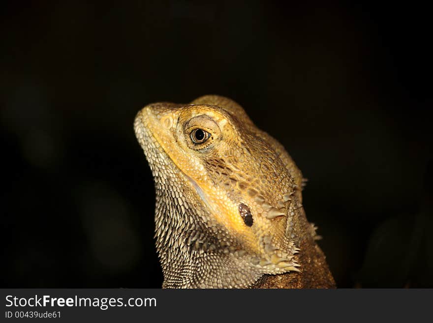 Alien Lizard. Very shallow depth of field.