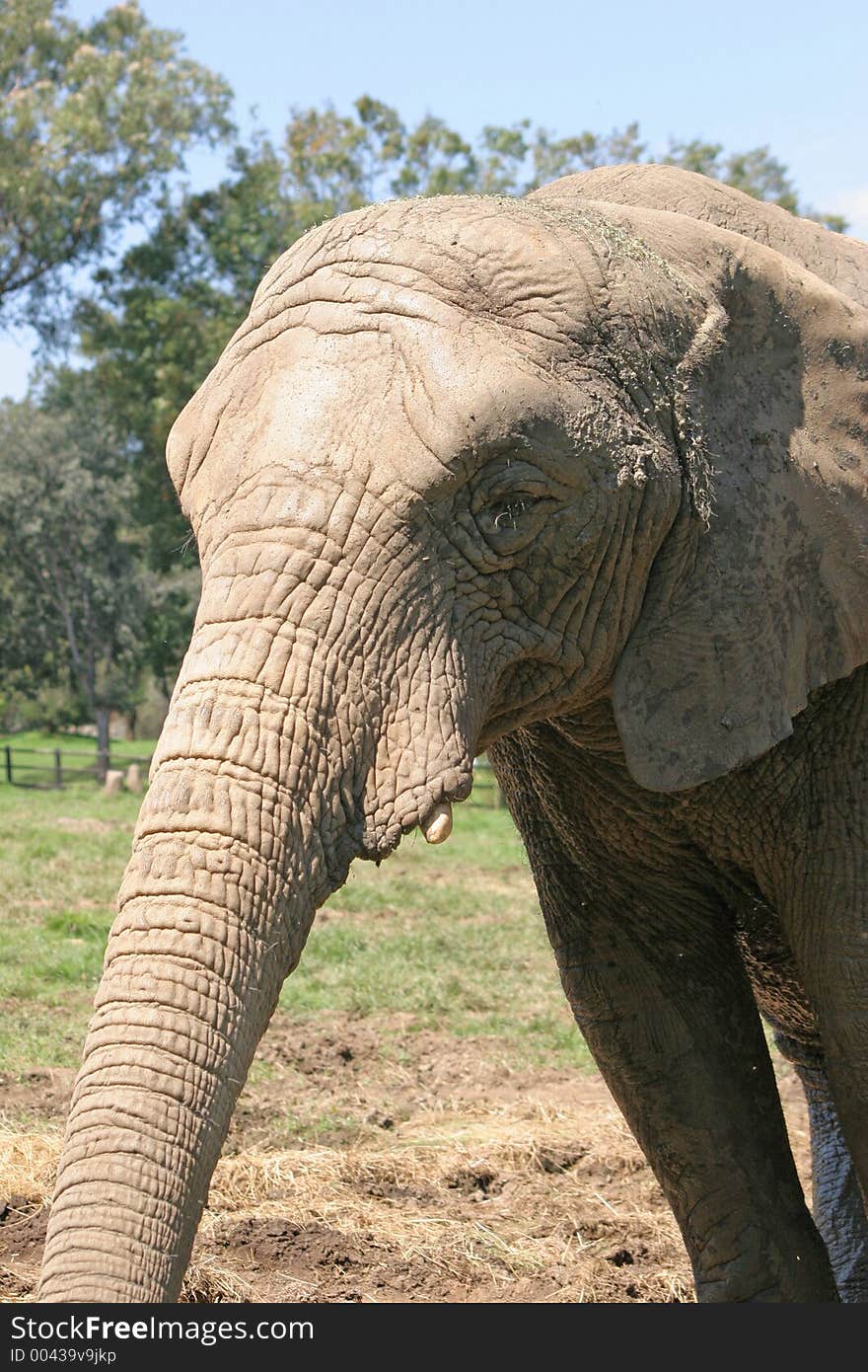 Elephant Close-Up