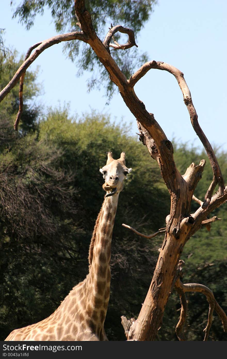 Giraffe sticking out tongue. Giraffe sticking out tongue