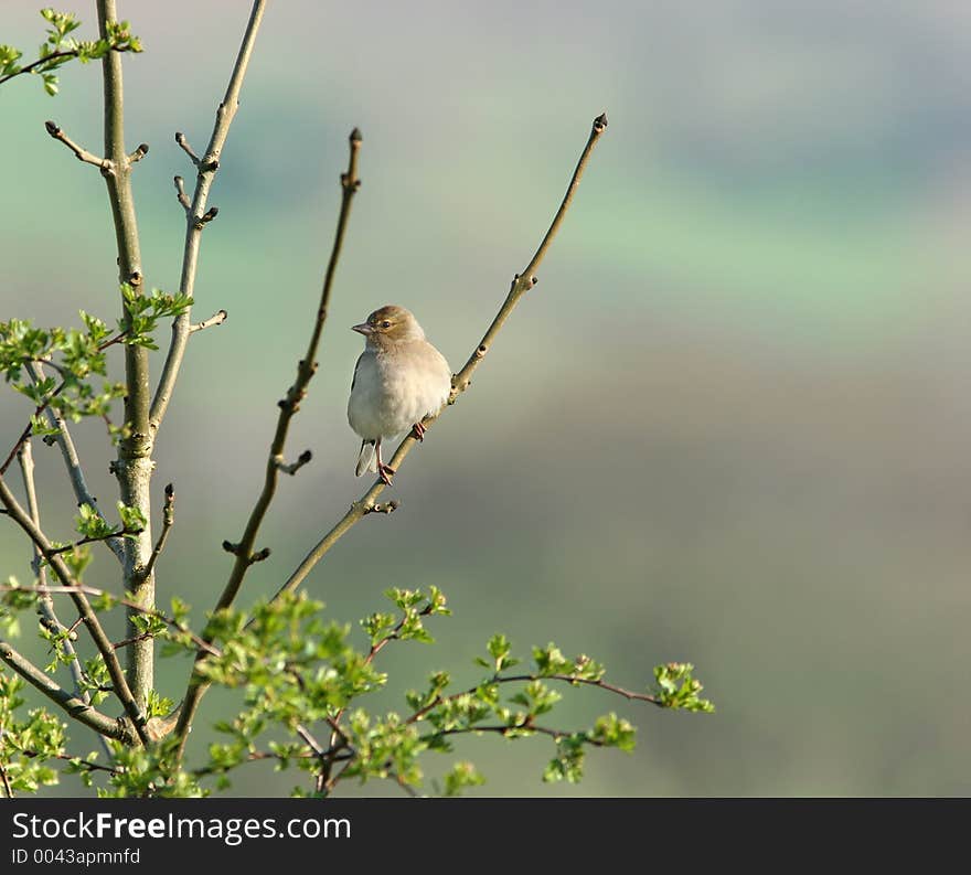 Female chaffinch sitting on the branch of a hawthorn tree in spring. Female chaffinch sitting on the branch of a hawthorn tree in spring.