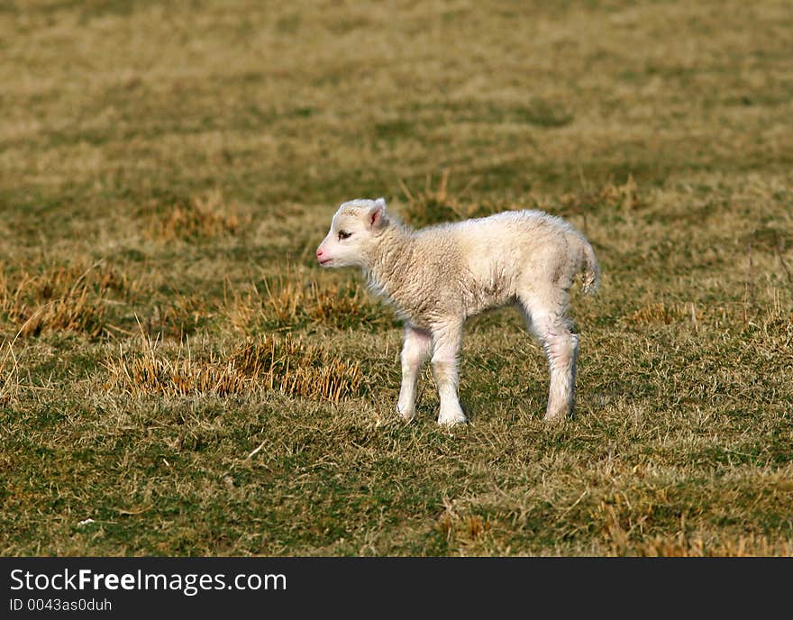 New born lamb standing alone in a field in spring.