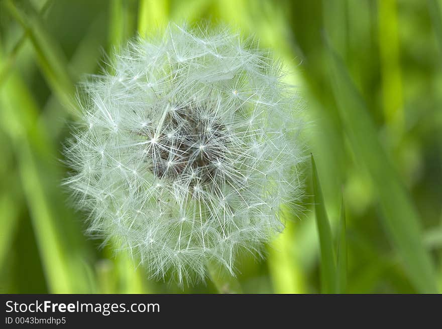 Dandelion