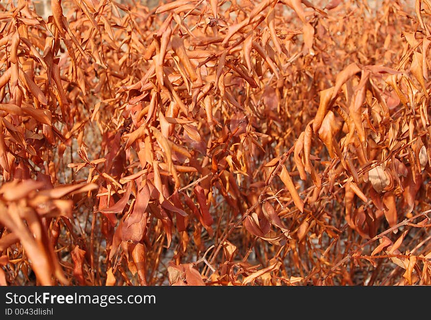 Plant background. Plant background