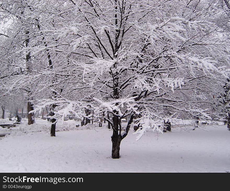 Winter park covered in snow