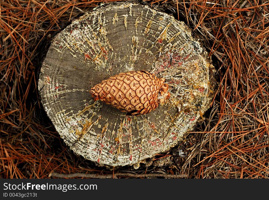 Pine cone on the chopped tree