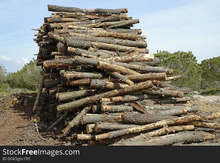 Timber extraction at the Sado River estuary, Alcacer do Sal,southern Portugal,E.U. Timber extraction at the Sado River estuary, Alcacer do Sal,southern Portugal,E.U.