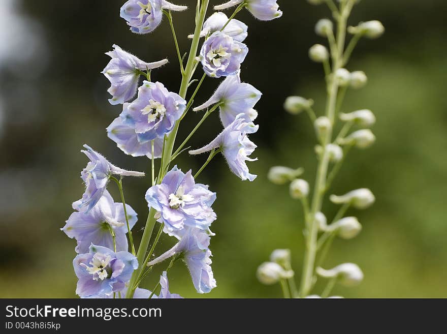 Violet-colored flower. Violet-colored flower