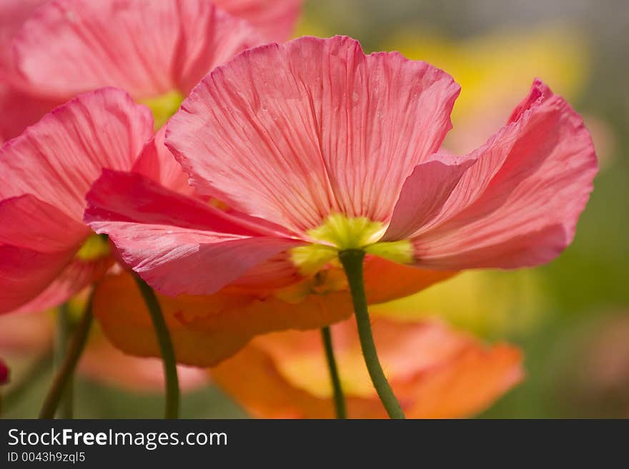 Wild red poppy flowing in the wind. Wild red poppy flowing in the wind