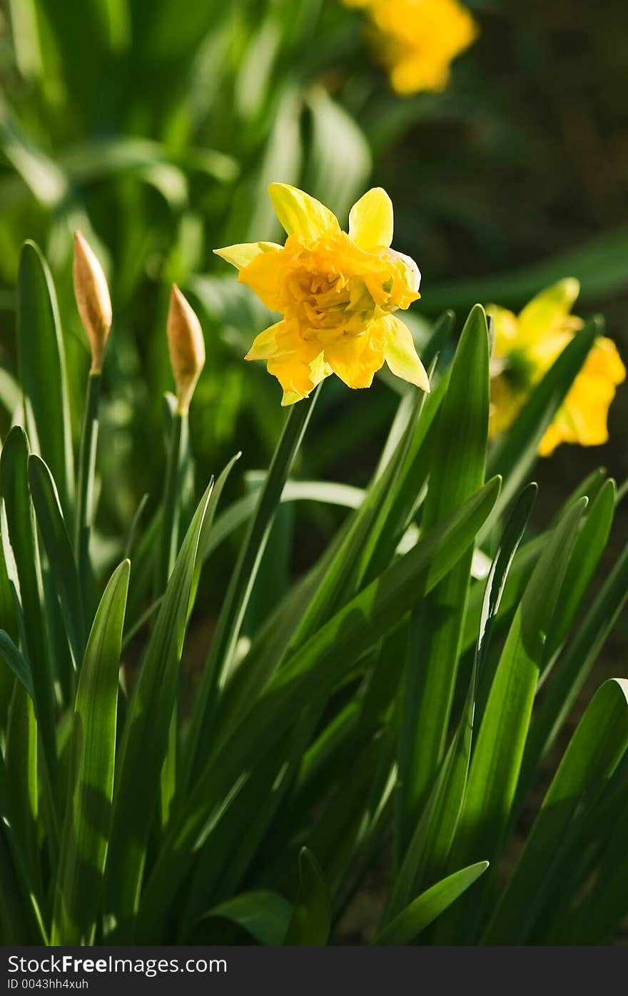 Daffoil garden in spring time