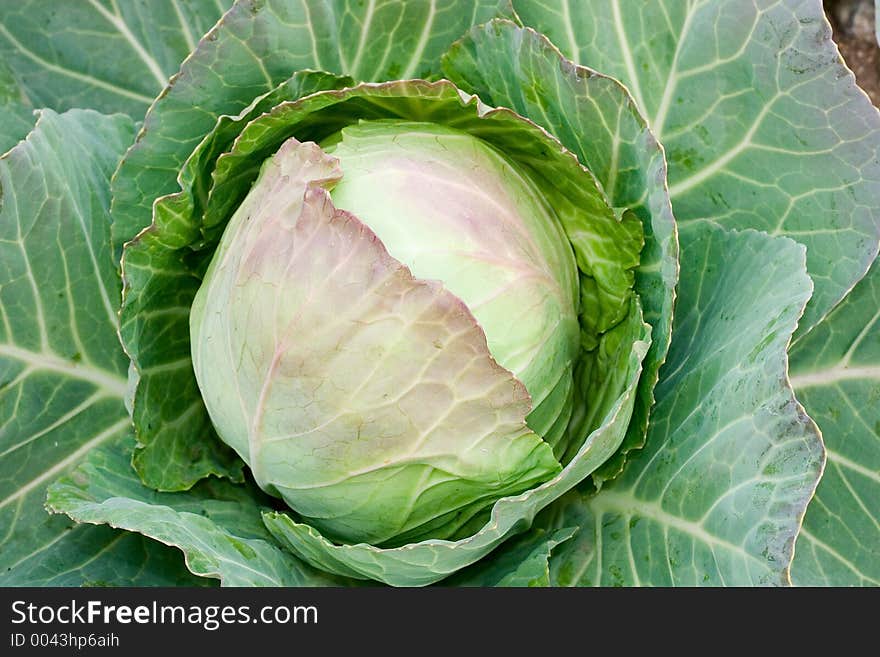 Head of lettuce