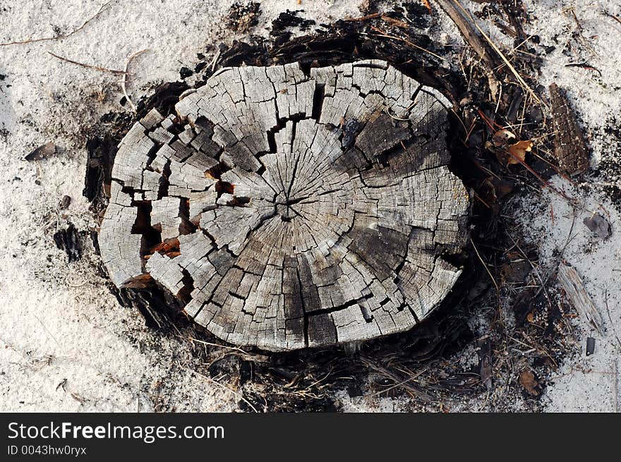 Dry chopped tree