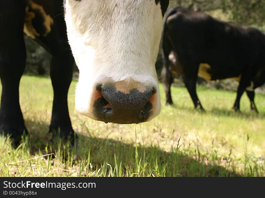 Cow in fields close up of nose with cow in background. Cow in fields close up of nose with cow in background