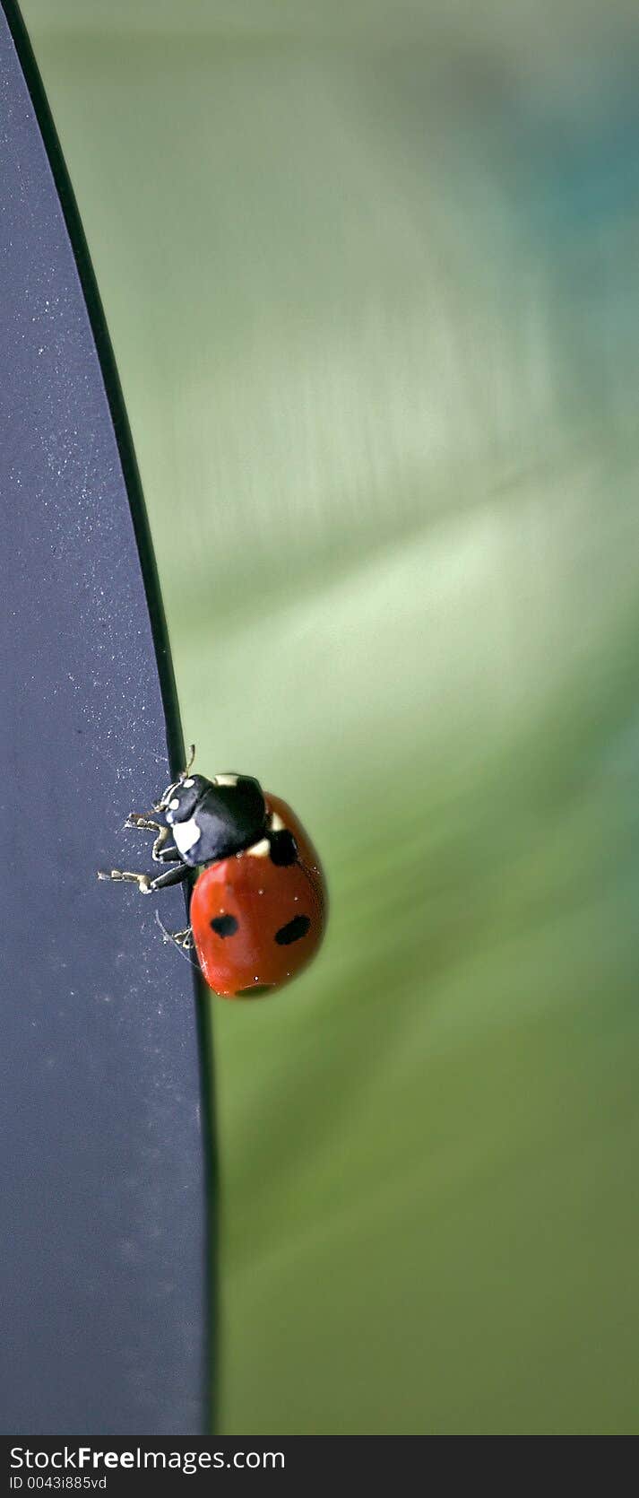 Ladybird