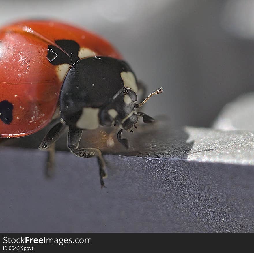 Ladybird walking