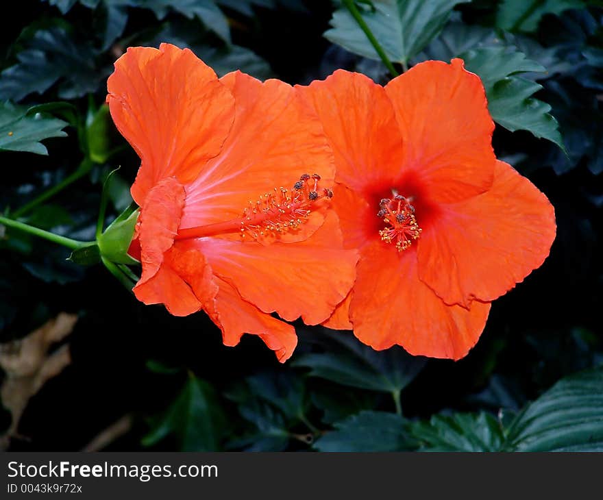 Bright Orange Hibiscus