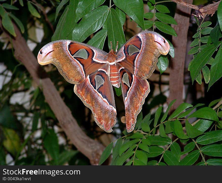 A large brown patterened butterfly. A large brown patterened butterfly