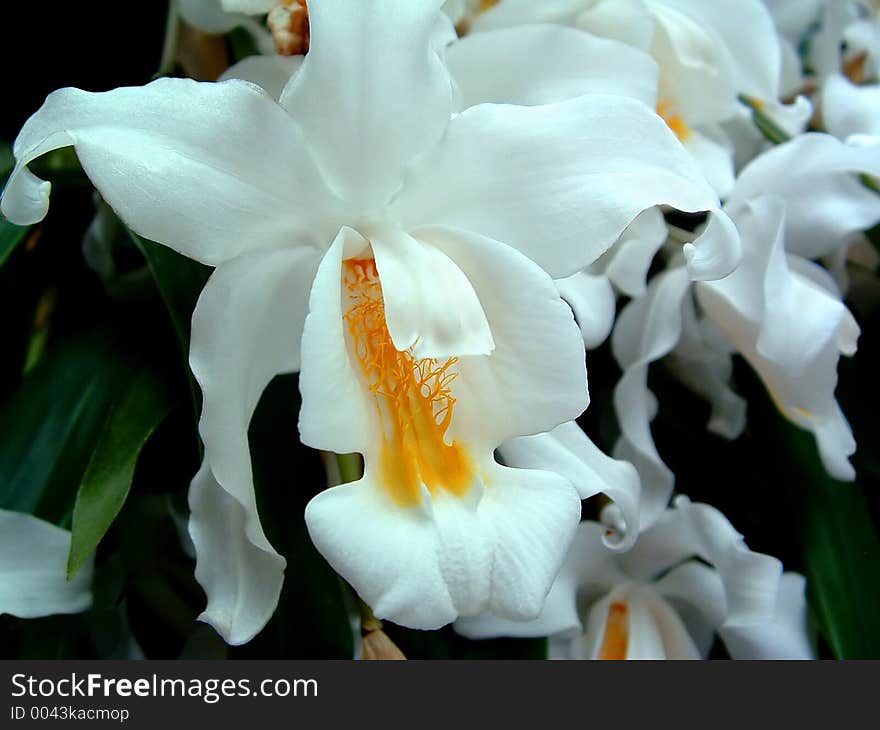 White Tropical Flower