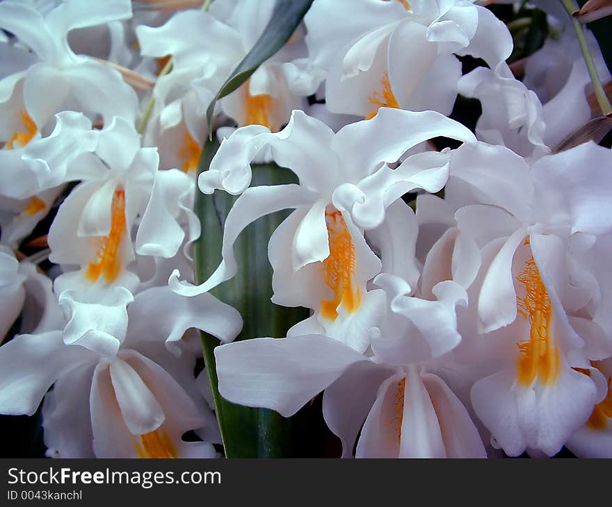 Blossoms of a white cascading flowering plant. Blossoms of a white cascading flowering plant