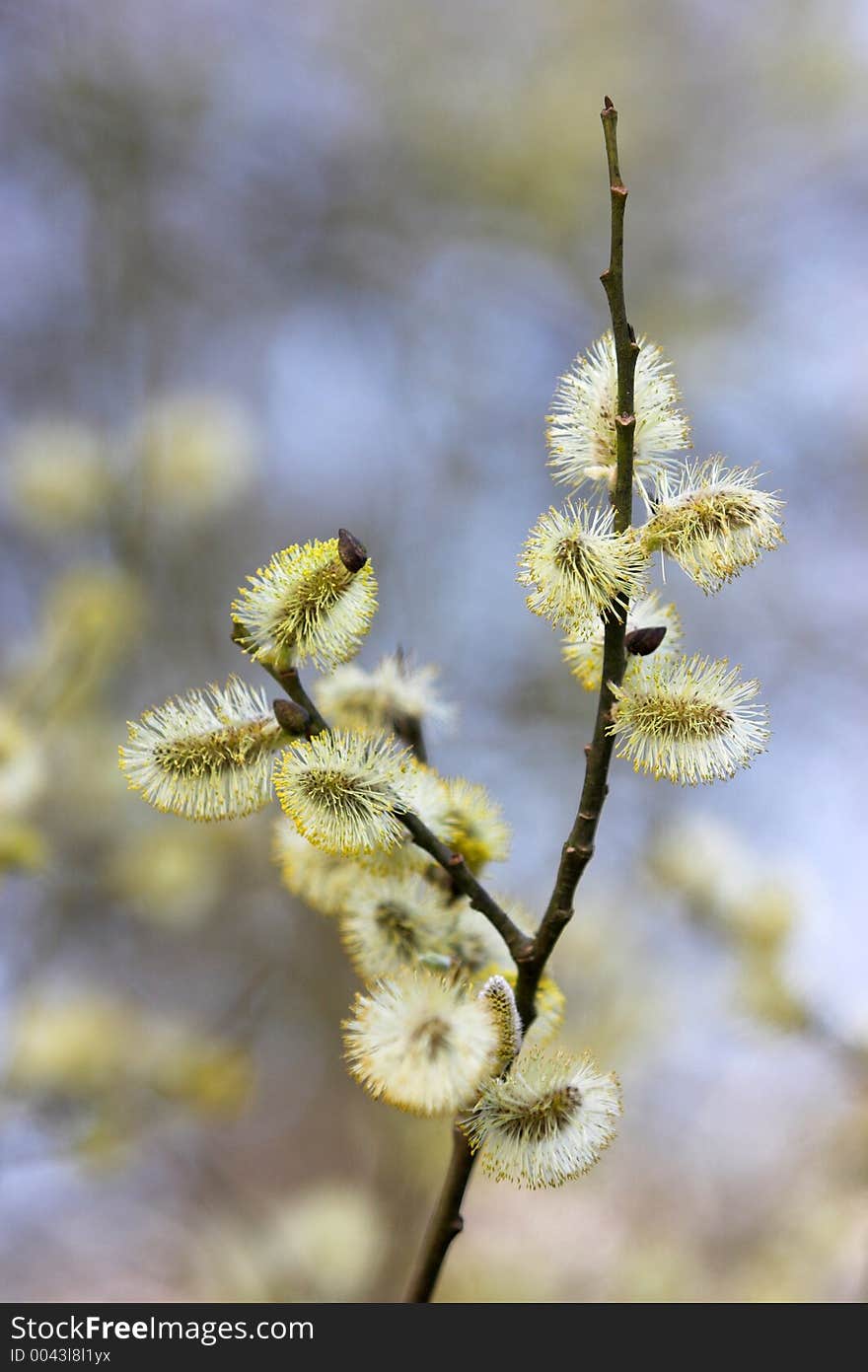 Close up of buds on a tree - shallow dof. Close up of buds on a tree - shallow dof