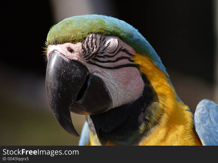 Macaw, Florida