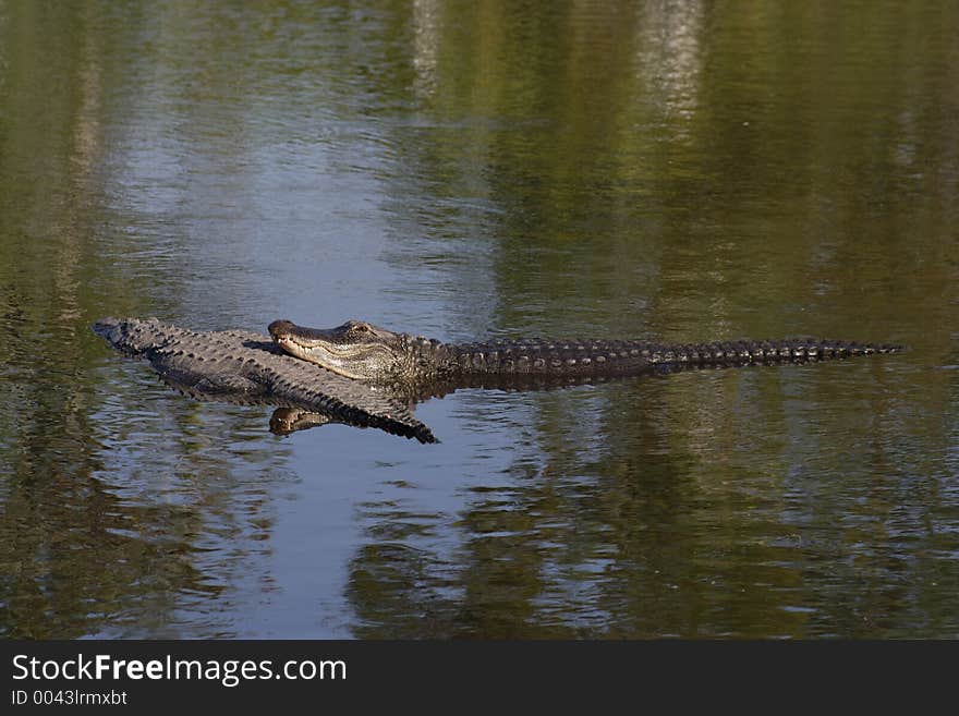 Aligator, Florida