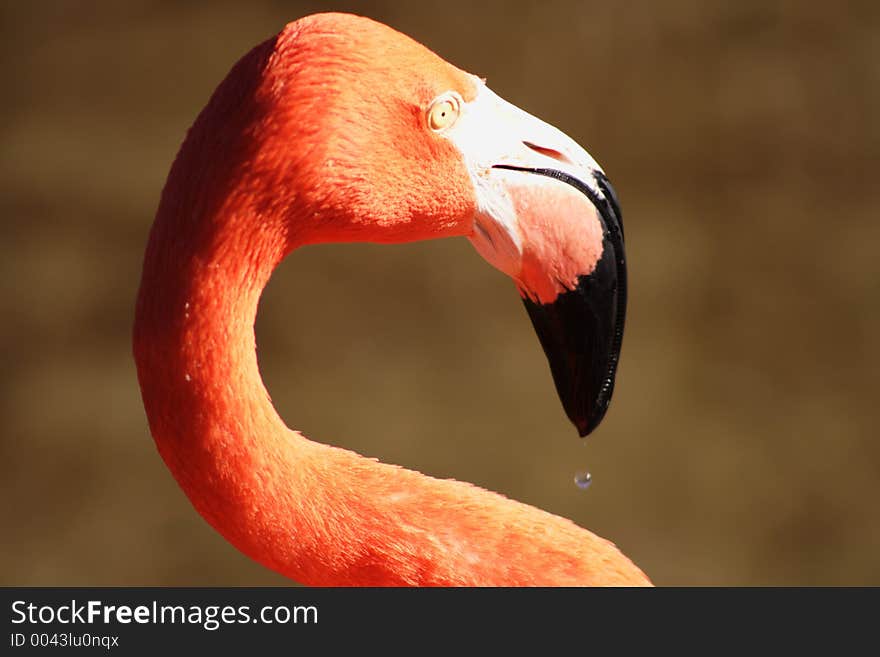 Pink Flamingo, Flrida. Pink Flamingo, Flrida