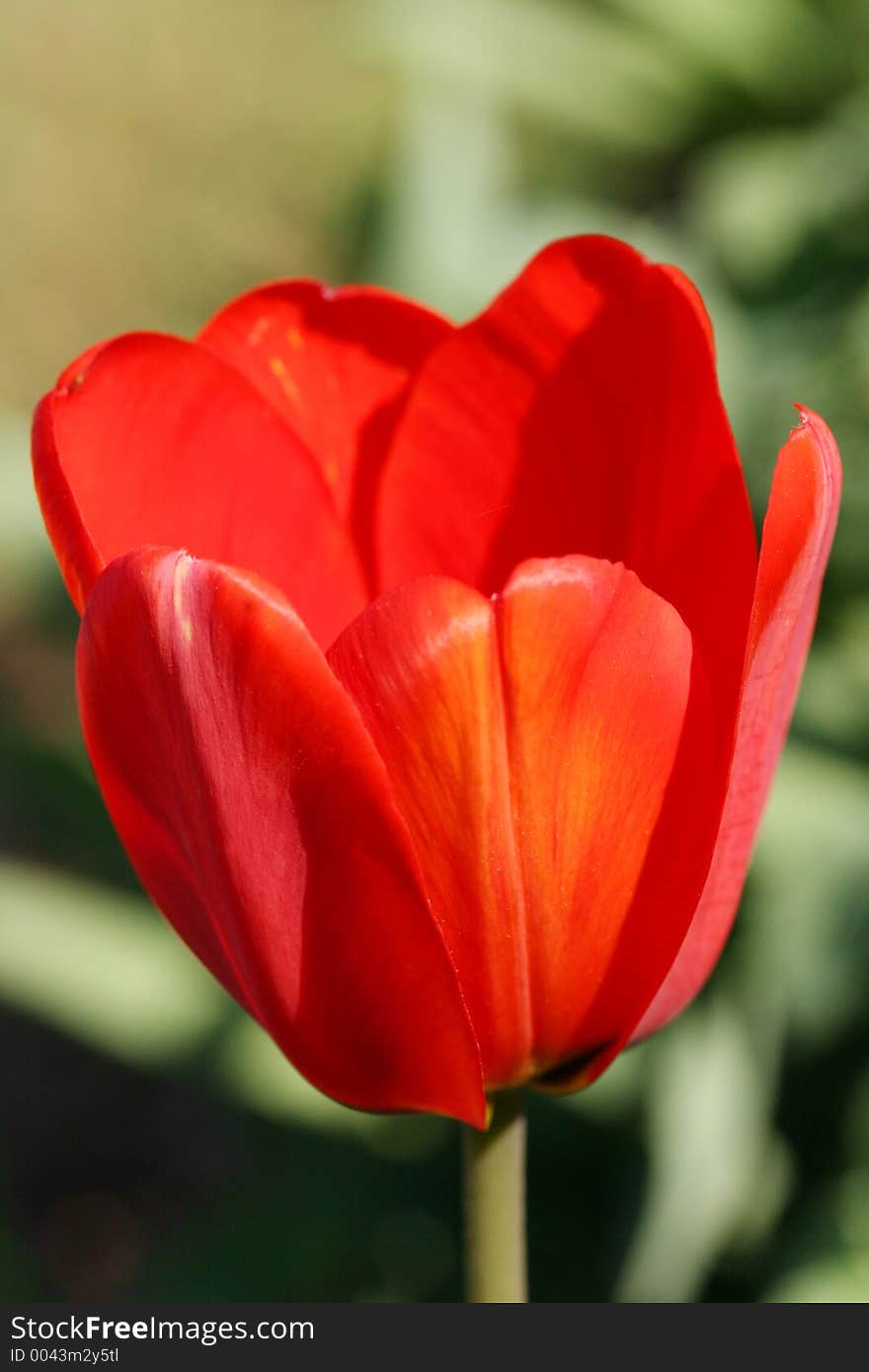 Close-up of a red tulip blossom