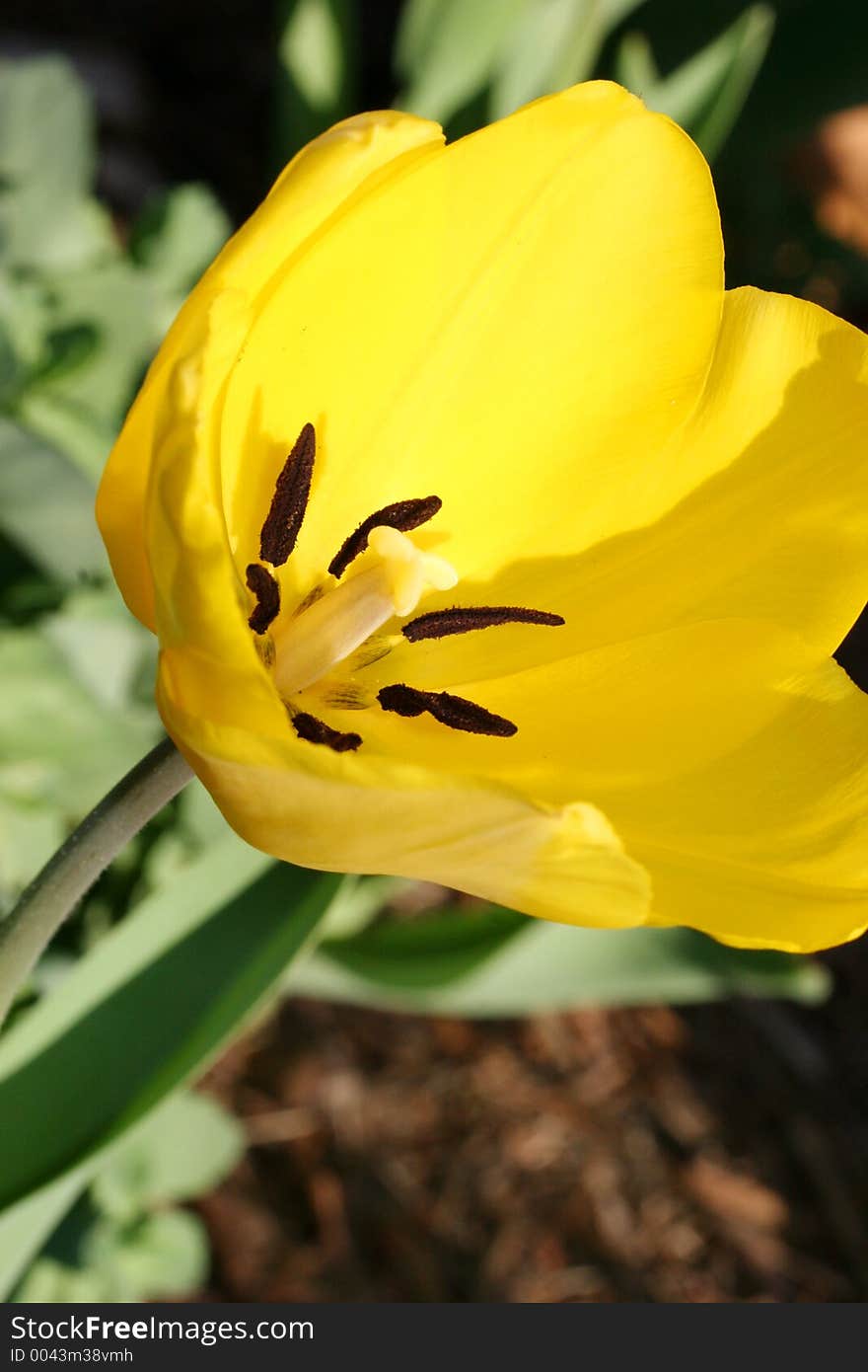 Yellow Tulip