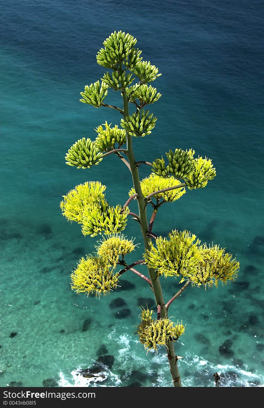 Aloe Vera over the ocean