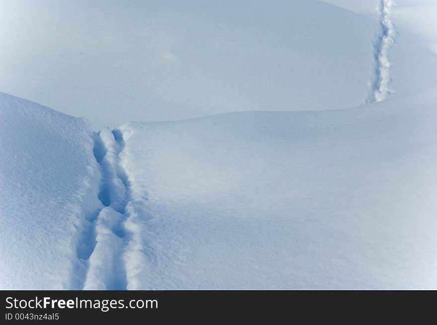 Traces, in the snow in the pur snow. Traces, in the snow in the pur snow