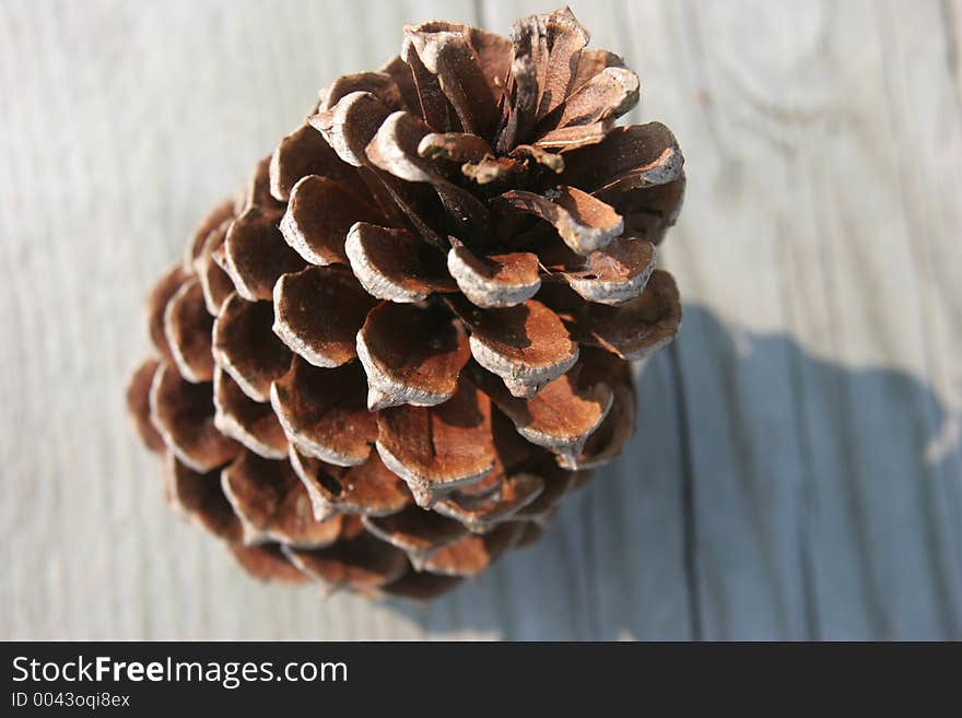 Pine Cone on wooden background.