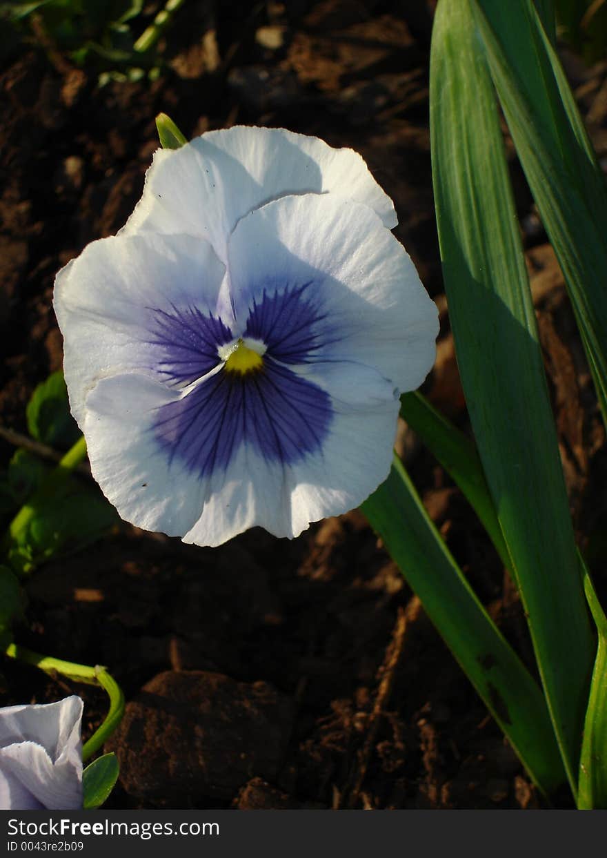 A beautiful light blue pansy getting a break from all the sunlight