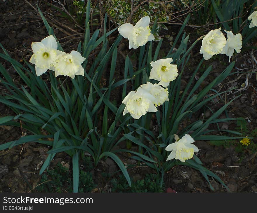 A small grouping of white daffodils