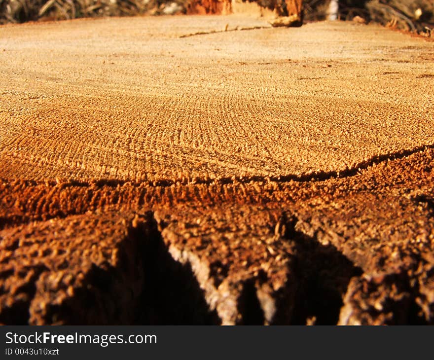 Top of a tree stump