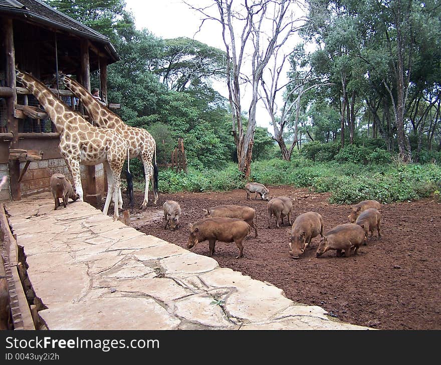 Giraffes and warthogs,africa