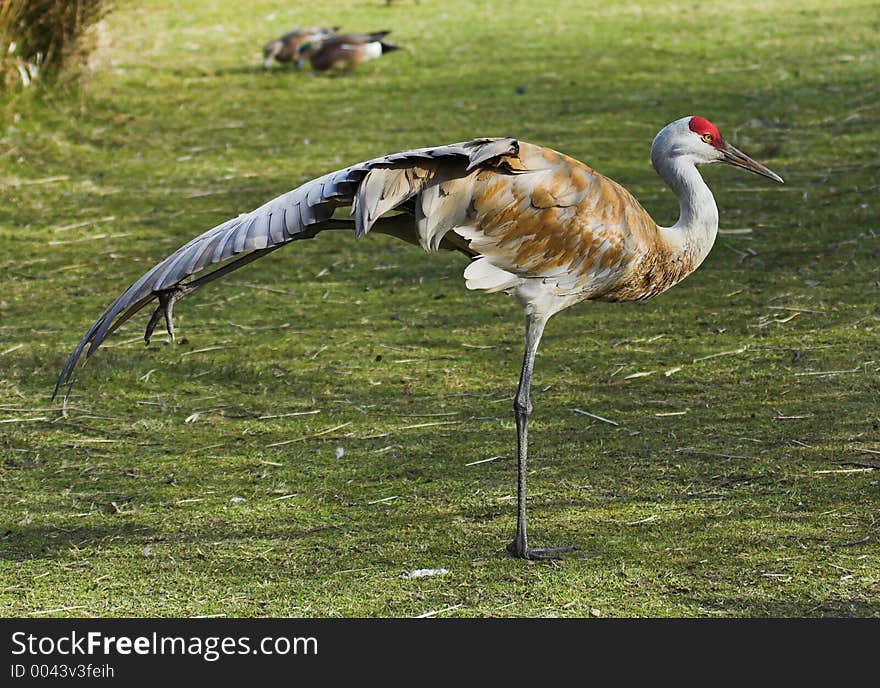 Side shot of a sandhill crane with one of its wings open