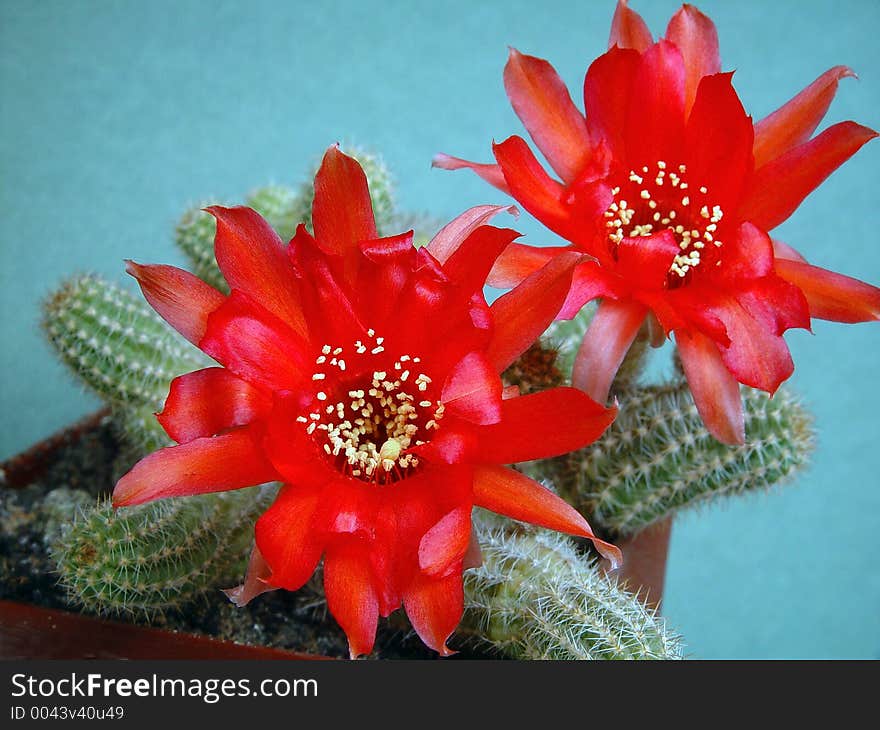 Blossoming Cactus Chamaecereus.