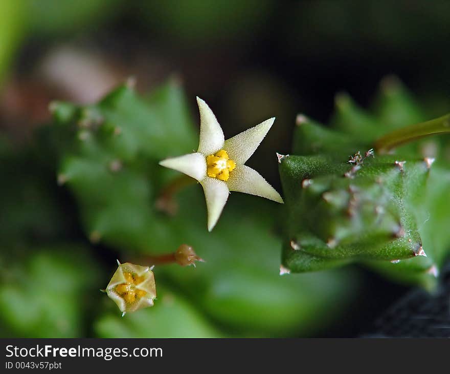 A plant from a private collection. plants, an ornament, decorative, pleasure, white,. A plant from a private collection. plants, an ornament, decorative, pleasure, white,