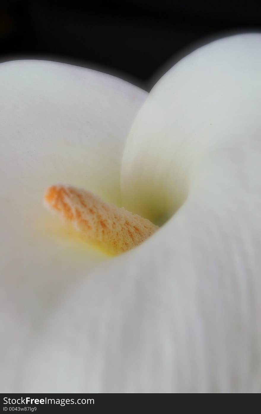 Soft image of a calla petal. Soft image of a calla petal