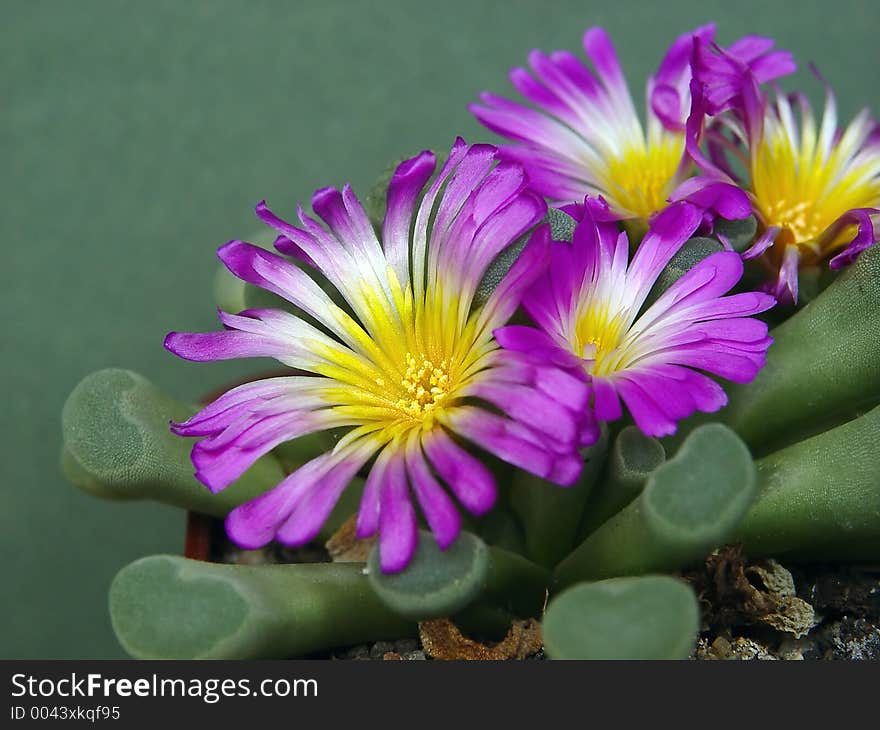 A plant from a private collection. A plant from a private collection.