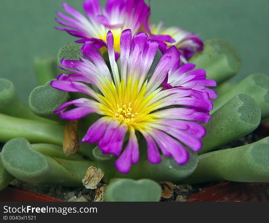 A plant from a private collection. A plant from a private collection.