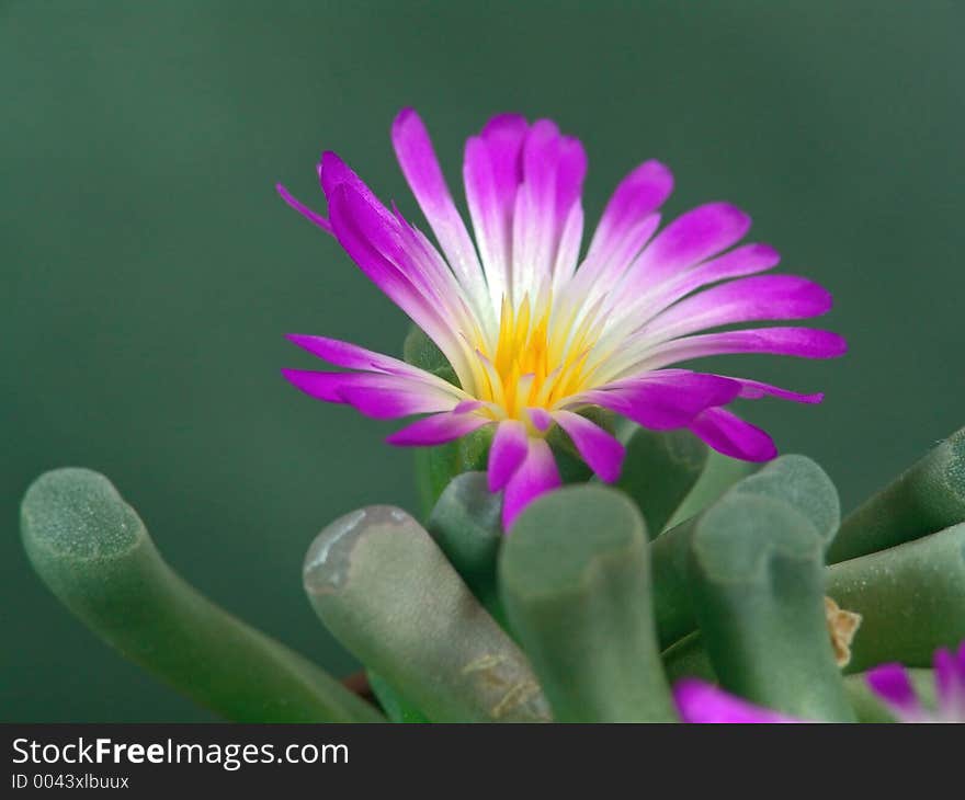 A plant from a private collection. A plant from a private collection.