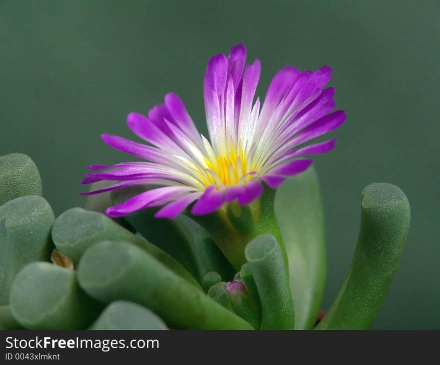 A plant from a private collection. A plant from a private collection.