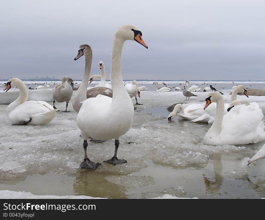 Curious swan looking for bread